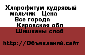 Хларофитум кудрявый мальчик › Цена ­ 30 - Все города  »    . Кировская обл.,Шишканы слоб.